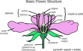 Module 15 diagram of a flower