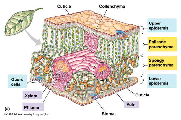 leaf cell diagram