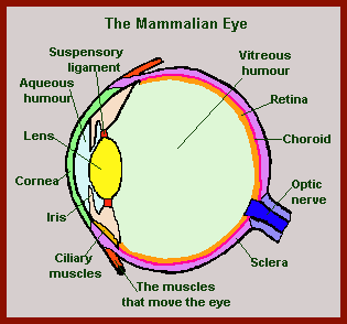 Mammalian eye diagram